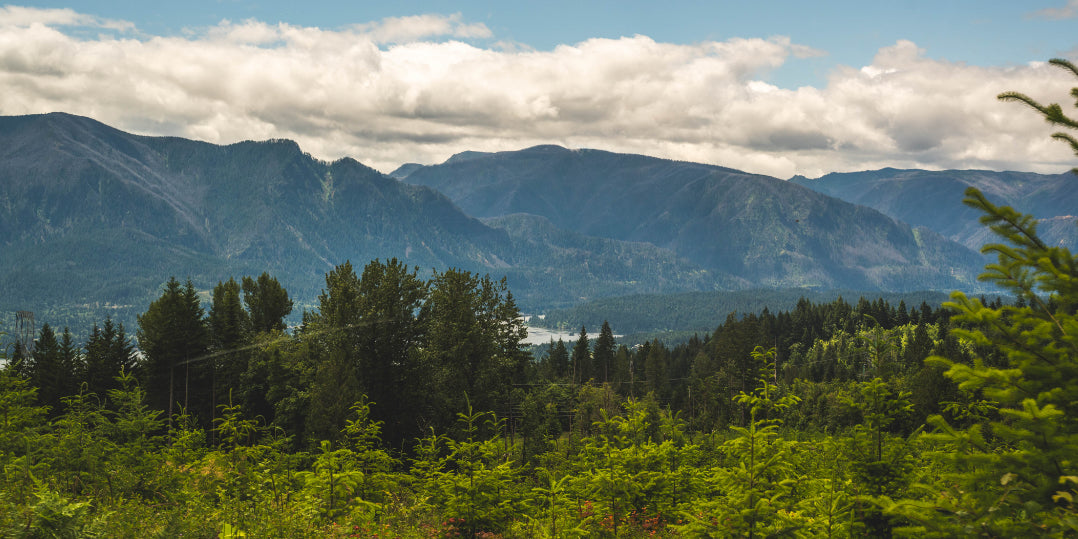 mountains and trees